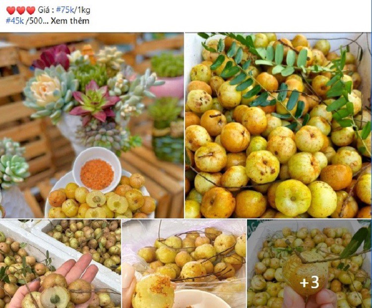 Loại quả khổ trước sướng sau” lên cơn sốt”: Nguồn gốc ở đâu?-1