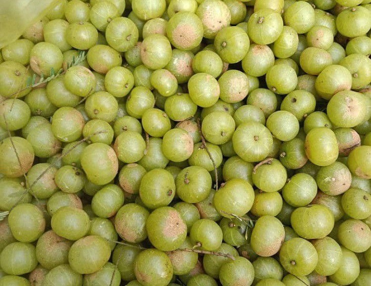 Loại quả khổ trước sướng sau” lên cơn sốt”: Nguồn gốc ở đâu?-2