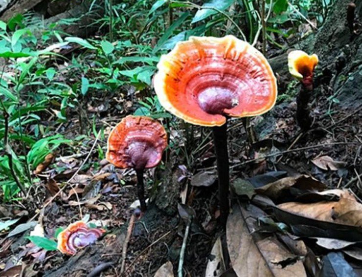 Loại cây được ví lộc trời, ở Việt Nam 6 triệu đồng/kg, nhà giàu muốn mua có khi phải đợi cả tháng-1