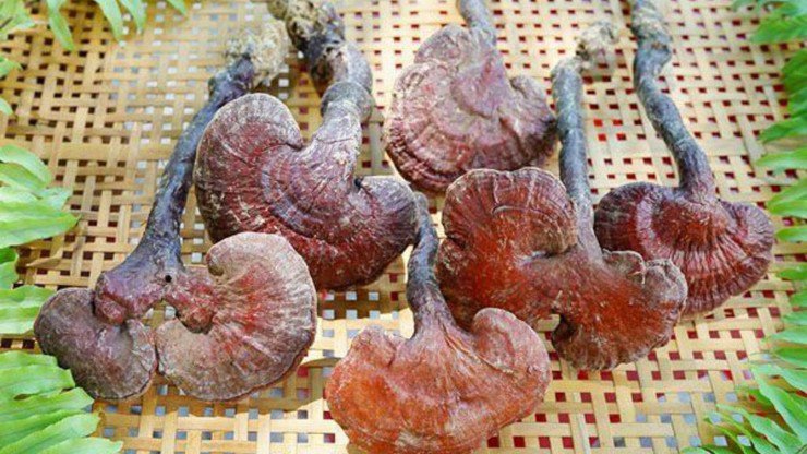 Loại cây được ví lộc trời, ở Việt Nam 6 triệu đồng/kg, nhà giàu muốn mua có khi phải đợi cả tháng-2