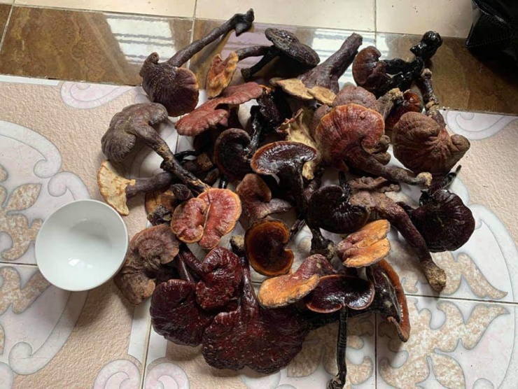 Loại cây được ví lộc trời, ở Việt Nam 6 triệu đồng/kg, nhà giàu muốn mua có khi phải đợi cả tháng-3