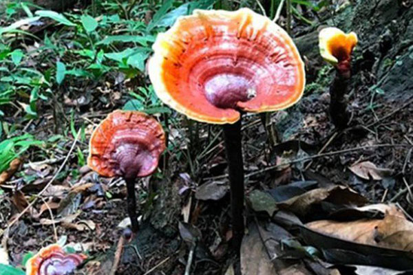 Loại chanh từng đắt đỏ nay bất ngờ sụt giá chỉ còn 8.000 đồng/kg, dân buôn tiết lộ lý do-3