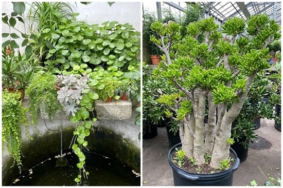 Người xưa nói: