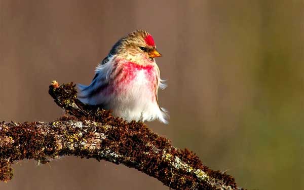 Tốt bụng, thông minh: 3 con giáp được yêu mến, sự nghiệp nổi bật, cuộc sống hạnh phúc-2