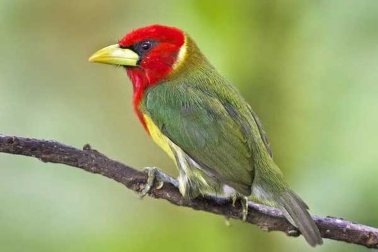 Tốt bụng, thông minh: 3 con giáp được yêu mến, sự nghiệp nổi bật, cuộc sống hạnh phúc