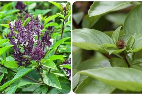 6 tác dụng của rau húng quế với sức khoẻ