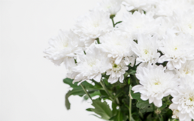 Sự thật việc cắm hoa cúc trên bàn thờ khiến tiêu tán tài lộc-7