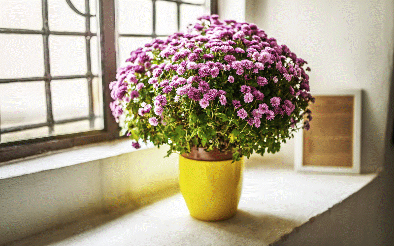 Sự thật việc cắm hoa cúc trên bàn thờ khiến tiêu tán tài lộc-11