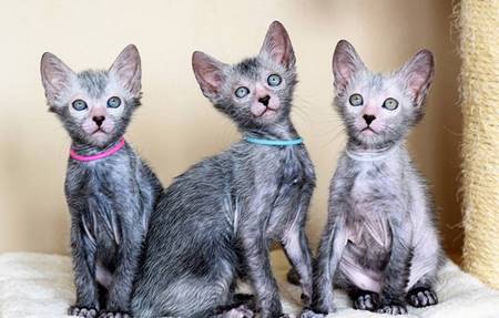 Bí ẩn giống mèo ma sói, giá gần 50 triệu đồng/con vẫn hút người mua-4