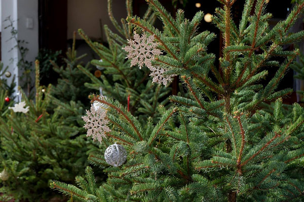 Người dân TP.HCM thích thú ‘săn’ mưa tuyết mùa Giáng sinh-1