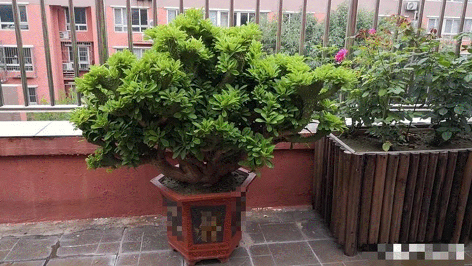 Trong nhà trồng 2 cây cảnh dù không giàu cũng có phúc, 1 cây có thể giúp bạn canh nhà”-4