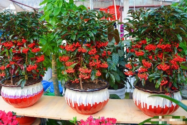 Loài hoa này vươn dài 4m trong 1 năm, nở cả 1000 bông hoa, ít sâu bệnh và có thể ăn được-6