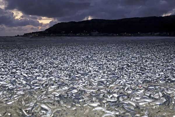 Nhật Bản giải mã vụ hơn 1.000 tấn cá chết nổi trắng bờ biển-1