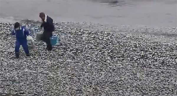 Nhật Bản giải mã vụ hơn 1.000 tấn cá chết nổi trắng bờ biển-2