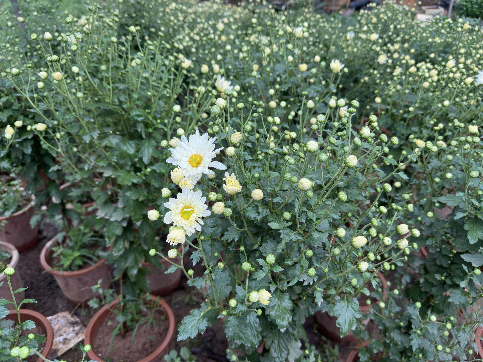 Sau thời gian gây sốt, chị em bớt mặn mà với cúc họa mi, chuyển qua săn lùng loài hoa tươi lâu hơn gấp 5 lần-1