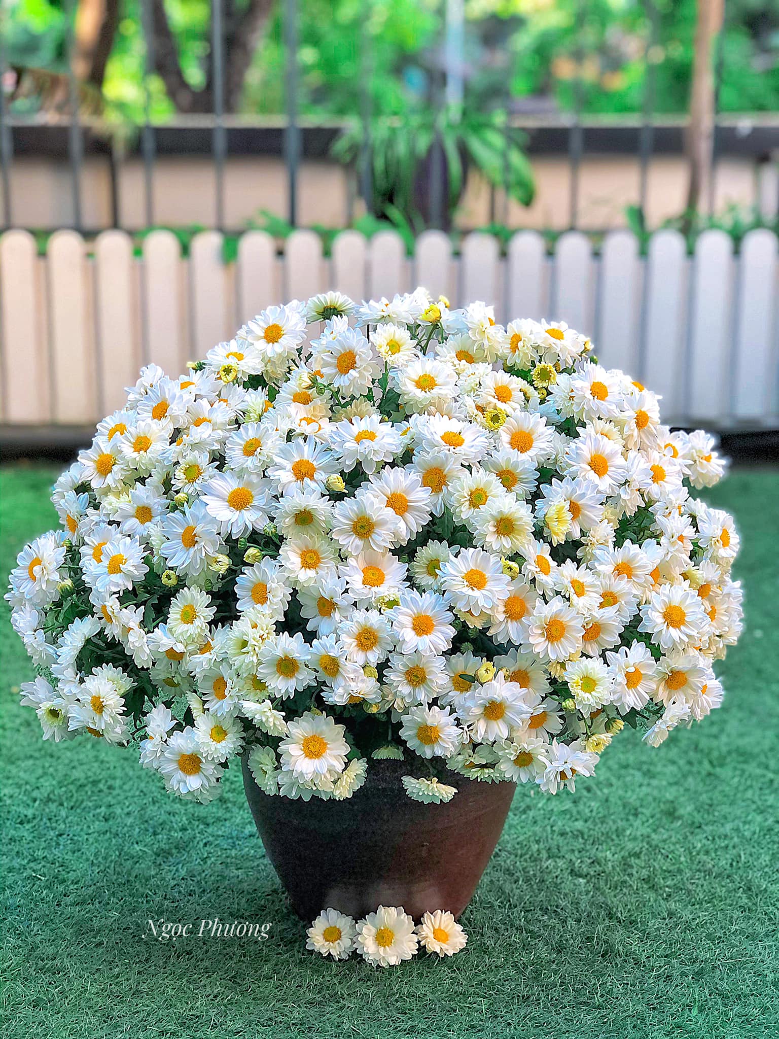 Sau thời gian gây sốt, chị em bớt mặn mà với cúc họa mi, chuyển qua săn lùng loài hoa tươi lâu hơn gấp 5 lần-3