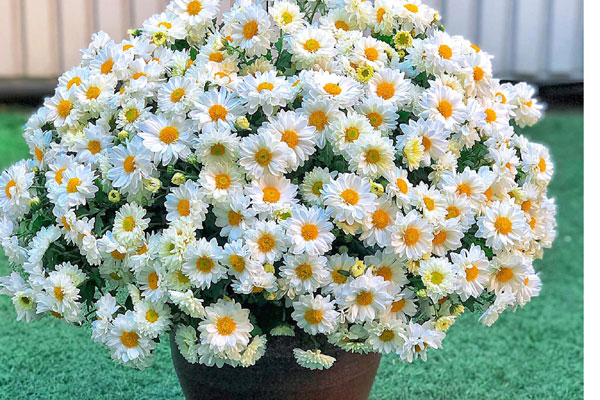 Giá rớt thảm ngay sát vụ Tết, hoa cúc Tây Tựu bị bỏ đầy đồng-20