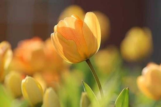 Khó khăn vẫn ngoan cường: Người sinh vào 4 ngày Âm lịch này mạnh mẽ vươn lên, hậu vận hưởng quả ngọt