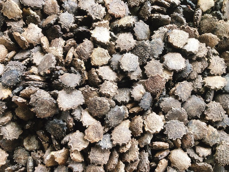 Thứ hạt tưởng vứt đi, ai ngờ có bao nhiêu thương lái cũng thu mua hết-2