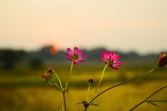 Tử vi ngày 15/12/2023: Tuổi Sửu trở ngại khó lường, tuổi Tuất tiền bạc rủng rỉnh