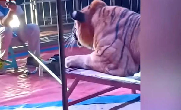 Rạp xiếc gây kinh hãi khi cho trẻ em cưỡi hổ chụp ảnh để thu tiền-2