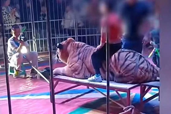 Rạp xiếc gây kinh hãi khi cho trẻ em cưỡi hổ chụp ảnh để thu tiền