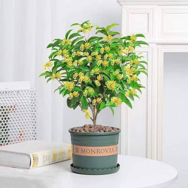 Người xưa nói: Ban công có 3 cây cảnh, con cháu giàu có, phúc lộc thịnh vượng-1