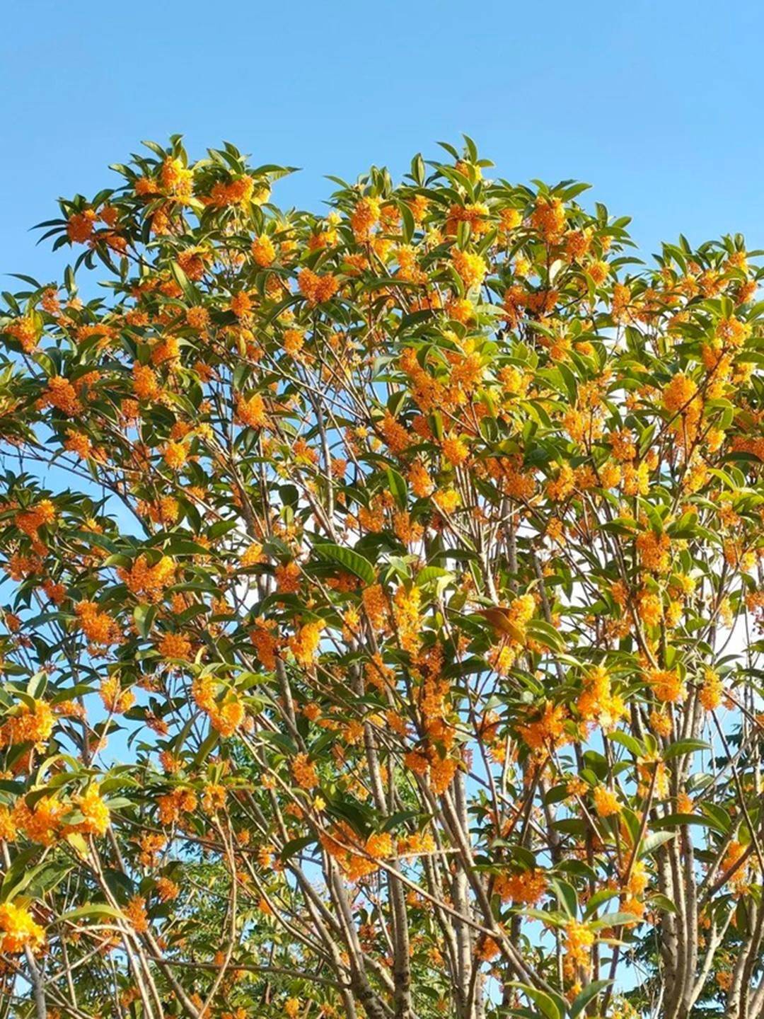 Người xưa nói: Ban công có 3 cây cảnh, con cháu giàu có, phúc lộc thịnh vượng-4