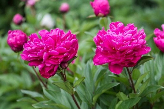Người xưa nói: