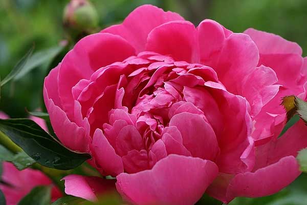 Có sắc, có tài: Ai sinh ngày Âm lịch này vận mệnh may mắn, về già là rùa vàng sống lâu và giàu có-2