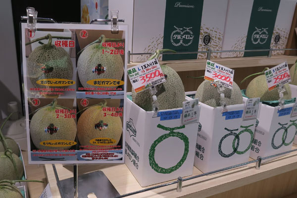 Loại dưa gang muối khổng lồ” giá đến 20.000 đồng/quả, dân làm không kịp bán-4