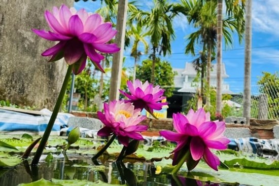 Ý nghĩa phong thủy của hoa súng