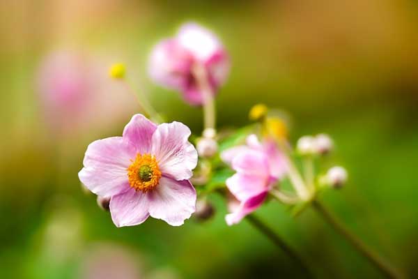 Quý nhân nâng đỡ: Người sinh vào 3 tháng Âm lịch này lộc tràn vào cửa, trọn đời bình an-4