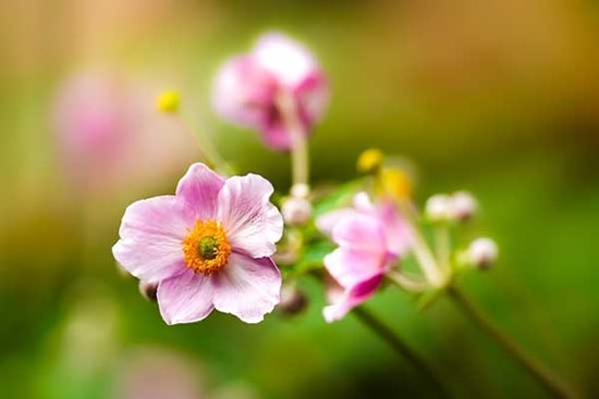 Tử vi ngày 16/12/2023: Tuổi Dần tiểu nhân đeo bám, tuổi Hợi quý nhân nâng đỡ