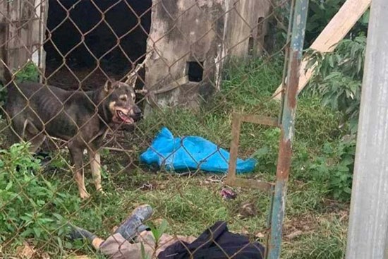 Nữ công nhân ở Hà Tĩnh tử vong do bị chó tấn công
