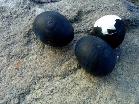 Loại trứng gà siêu lạ” đen như cục than, giá tới 1 triệu đồng/quả-2