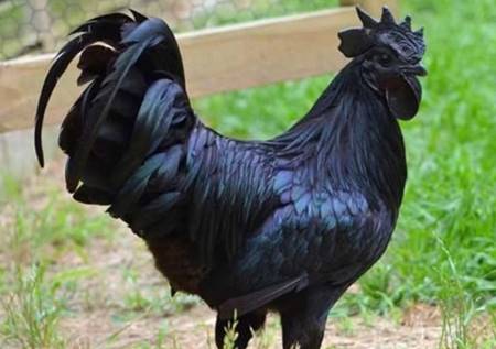 Loại trứng gà siêu lạ” đen như cục than, giá tới 1 triệu đồng/quả-3