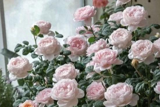 Phòng khách là nơi nghênh đón Thần Tài, trồng hoa ở đây nhớ quy tắc “3 không” kẻo hao tài hại thân