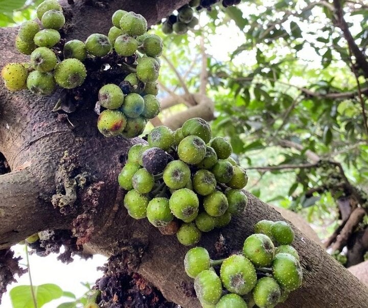 Cách chọn cây trồng phong thủy hợp mệnh-2