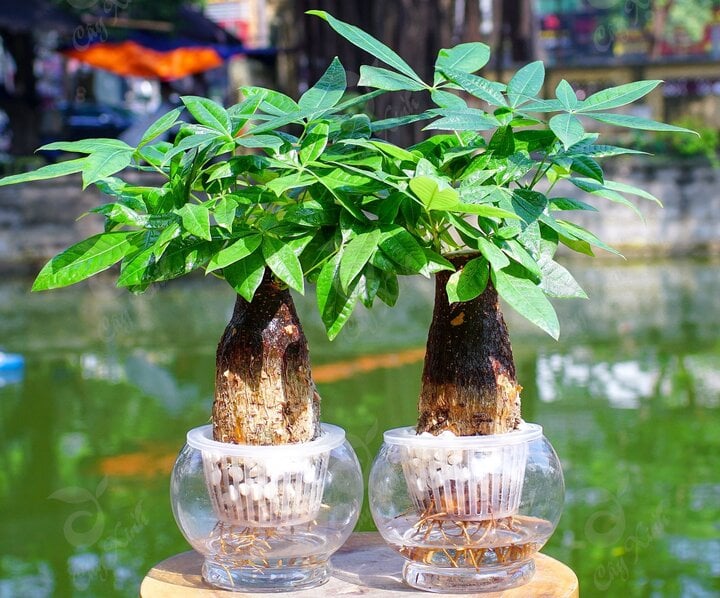 Cách chọn cây trồng phong thủy hợp mệnh-3