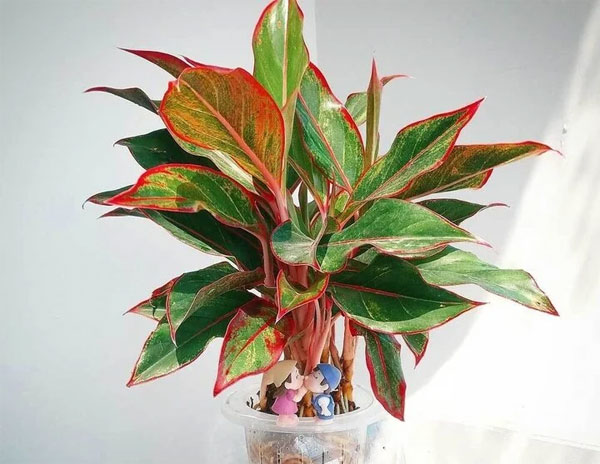 Cách chọn cây trồng phong thủy hợp mệnh-4