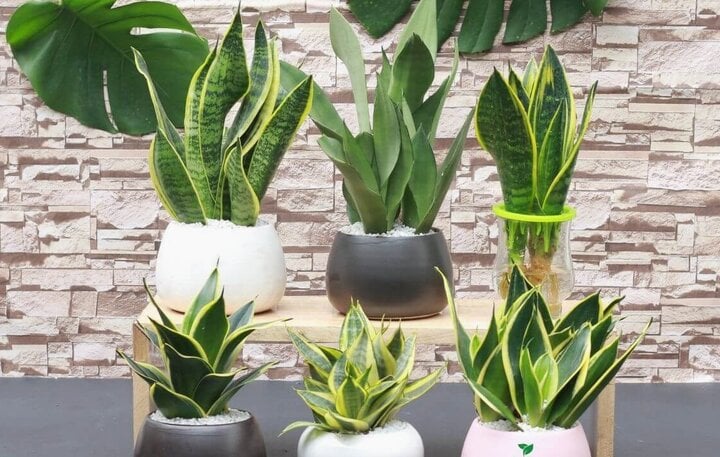 Cách chọn cây trồng phong thủy hợp mệnh-5