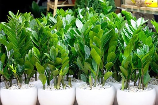 Cách chọn cây trồng phong thủy hợp mệnh