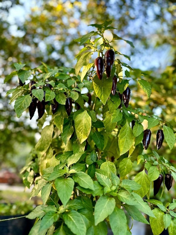 Khu vườn ngập hoa trái trong cơ ngơi ‘đi mỏi chân không hết’ của Mỹ Tâm-1