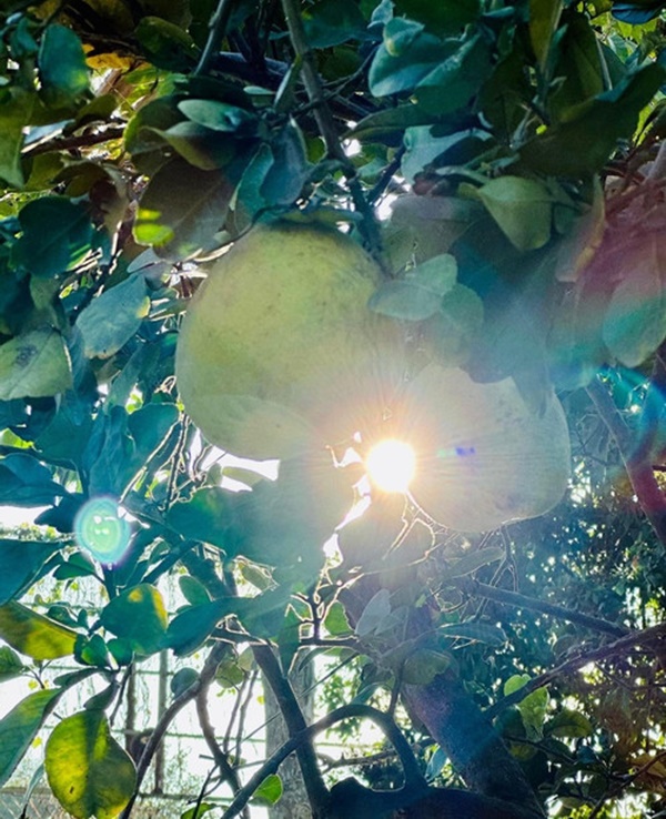 Khu vườn ngập hoa trái trong cơ ngơi ‘đi mỏi chân không hết’ của Mỹ Tâm-2