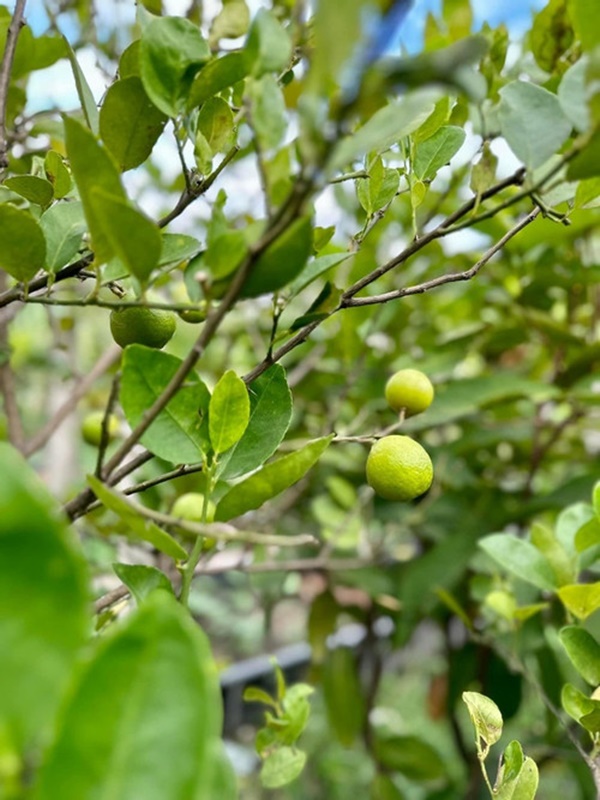 Khu vườn ngập hoa trái trong cơ ngơi ‘đi mỏi chân không hết’ của Mỹ Tâm-4