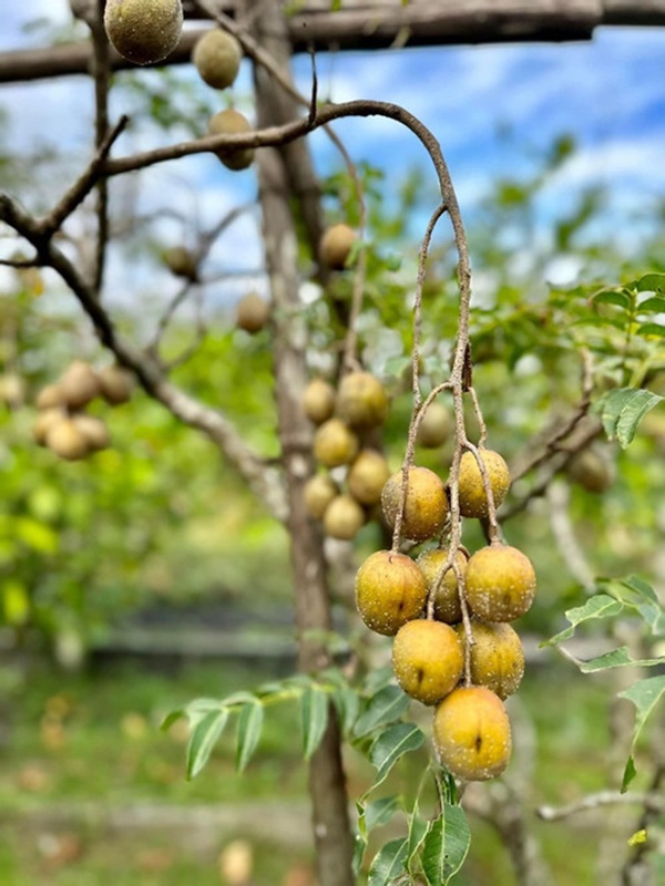 Khu vườn ngập hoa trái trong cơ ngơi ‘đi mỏi chân không hết’ của Mỹ Tâm-6