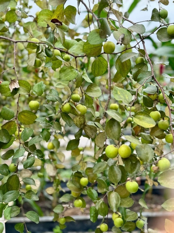 Khu vườn ngập hoa trái trong cơ ngơi ‘đi mỏi chân không hết’ của Mỹ Tâm-9