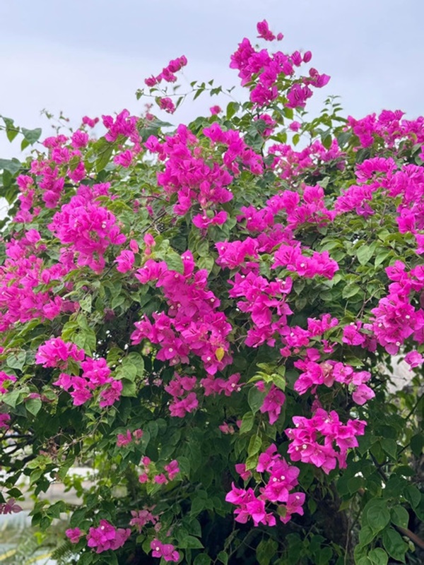 Khu vườn ngập hoa trái trong cơ ngơi ‘đi mỏi chân không hết’ của Mỹ Tâm-11