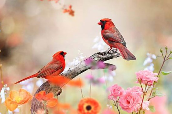 Vào mùa xuân 2024, 4 con giáp xoay chuyển tình thế, thành công rực rỡ, tình yêu viên mãn